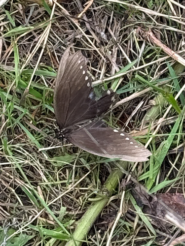 Spicebush Swallowtail