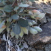 Astragalus monophyllus - Photo (c) Oyuntsetseg Batlai, all rights reserved, uploaded by Oyuntsetseg Batlai