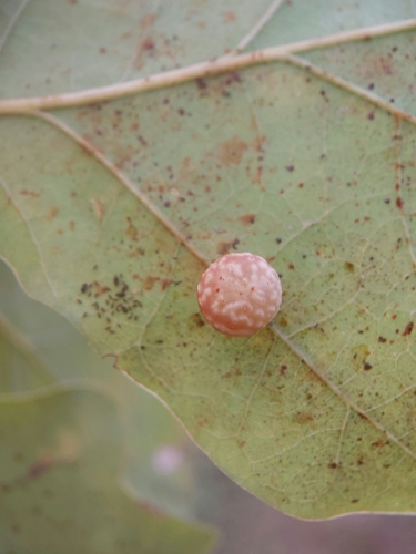 Striped Pea Gall Wasp