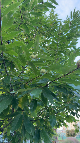 Sweet Chestnut