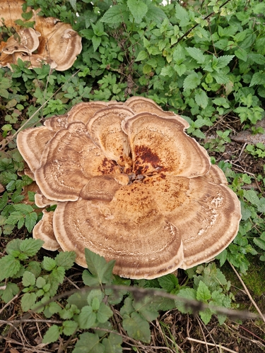 Giant Polypore