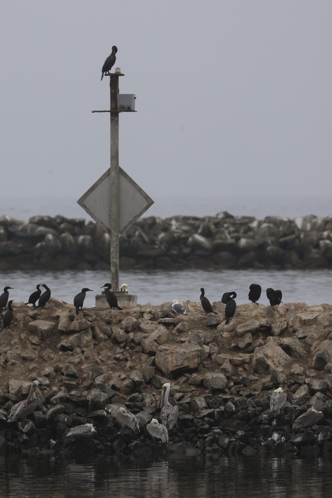 Brandt's Cormorant