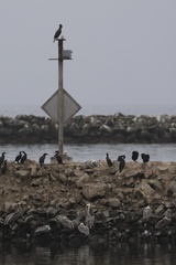 Brandt's Cormorant