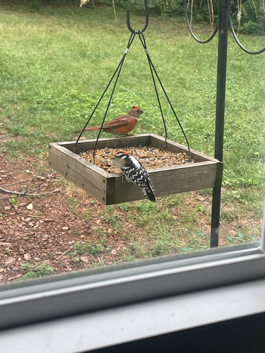 Downy Woodpecker