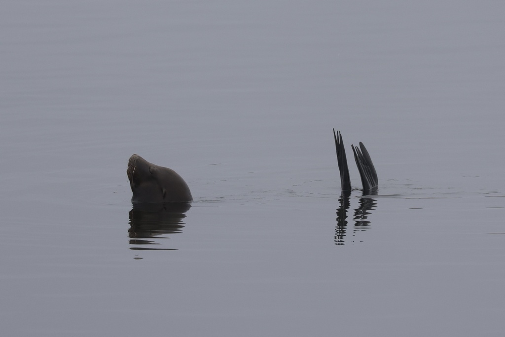 California Sea Lion