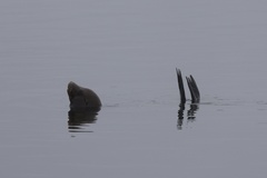 California Sea Lion