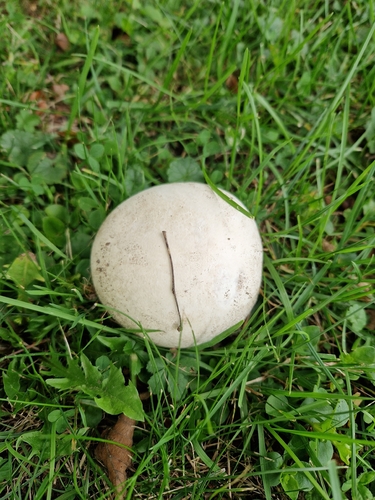 giant puffball