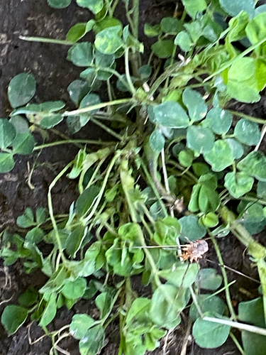European Harvestman