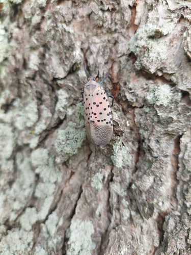 Spotted Lanternfly