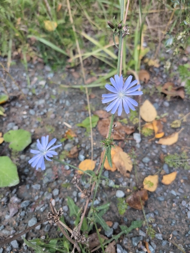 chicory