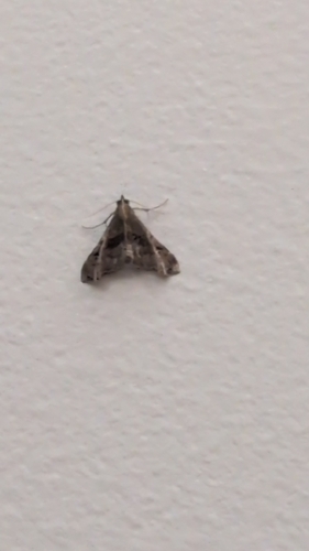 Faint-spotted Palthis Moth