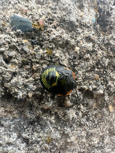Green Stink Bug