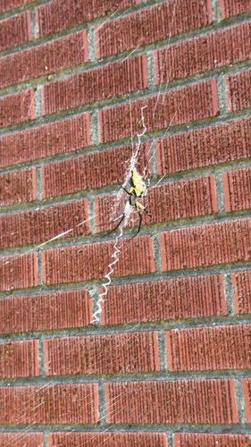 Yellow Garden Spider