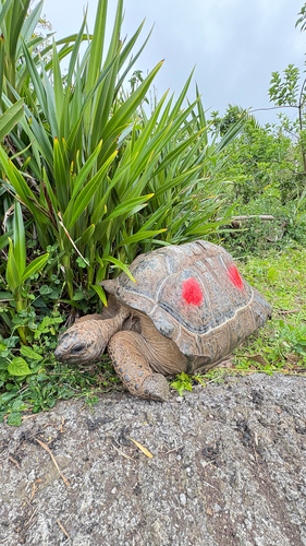 Aldabra Giant Tortoise