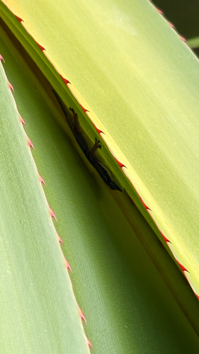 Bluetail Day Gecko