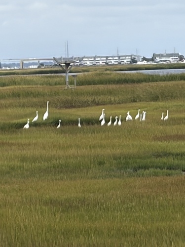 Snowy Egret