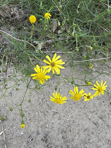 Narrow-leaved Ragwort