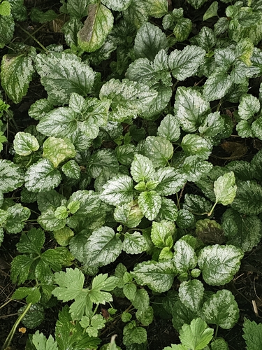 yellow archangel