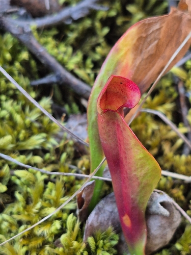 purple pitcher plant