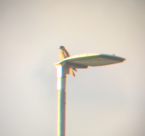 Eurasian Kestrel