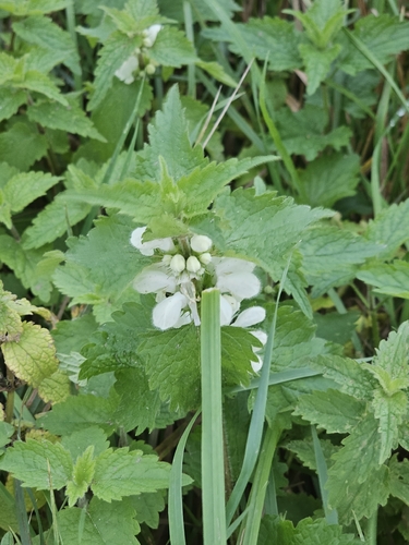 White deadnettle