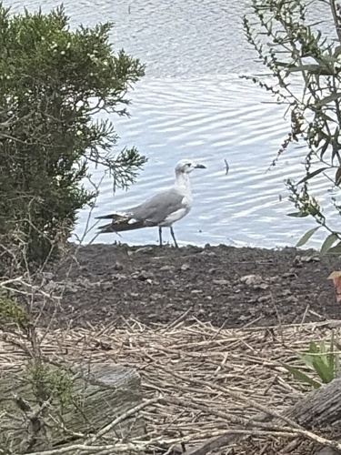 Laughing Gull
