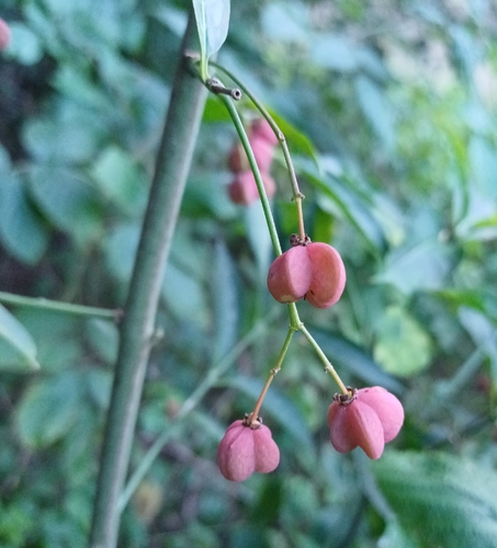 Spindle