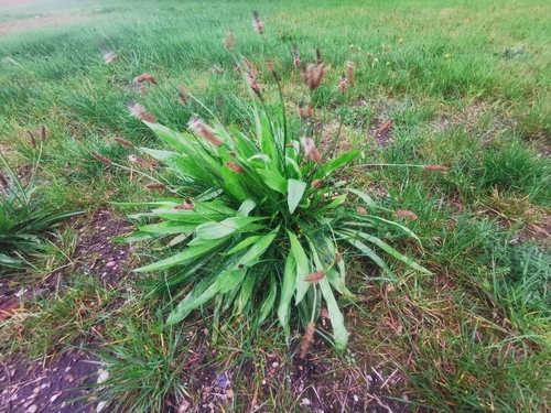 ribwort plantain