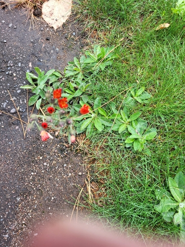 orange hawkweed