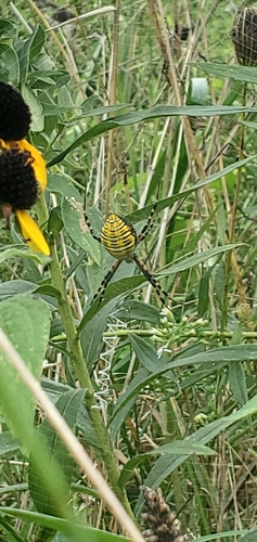 Banded Garden Spider