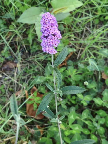 Butterfly bush