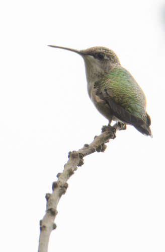 Ruby-throated Hummingbird