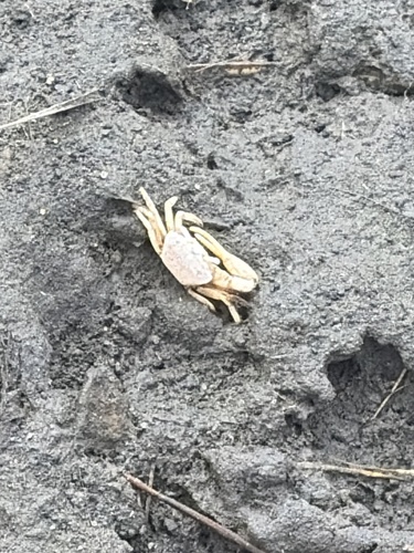 Atlantic Sand Fiddler Crab