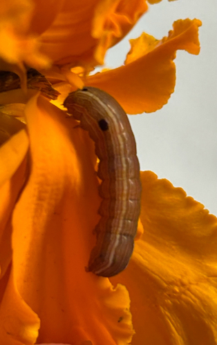 Yellow-striped Armyworm Moth