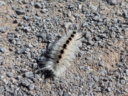 Hickory Tussock Moth
