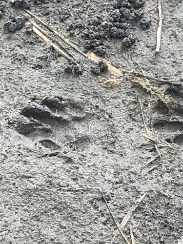 Common Raccoon