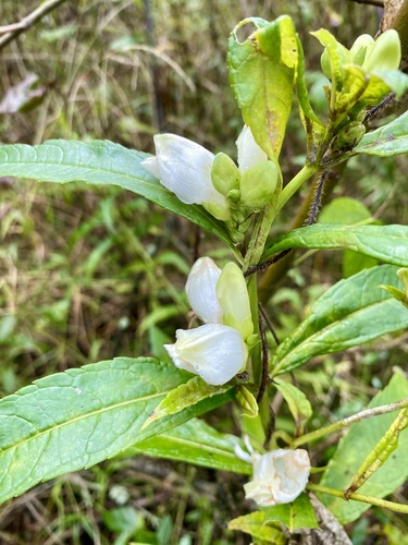 white turtlehead