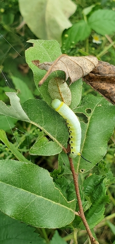 Snowberry Clearwing