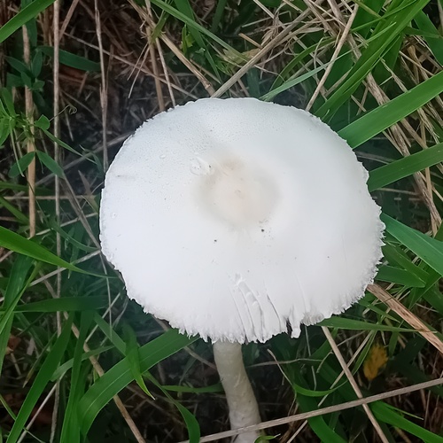 White Dapperling