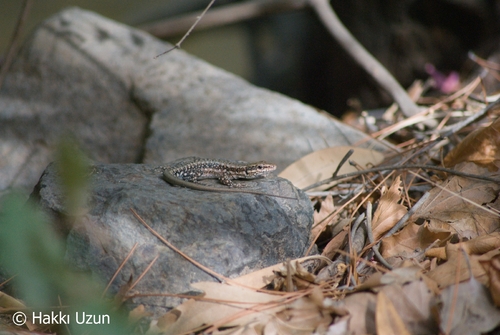 Anatolian Rock Lizard