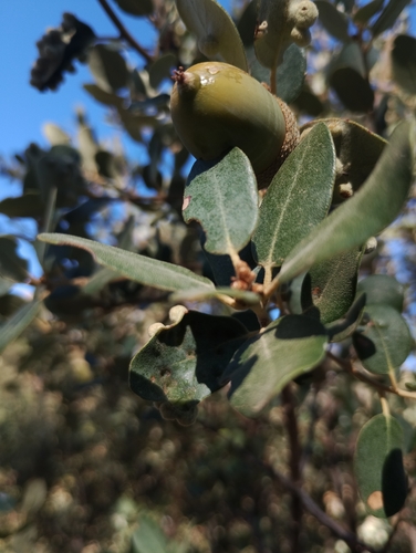 sweet acorn oak