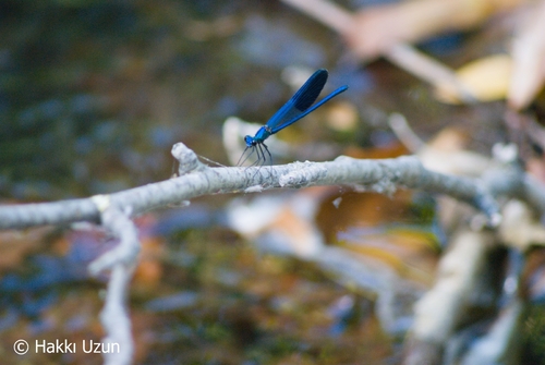 Banded Demoiselle