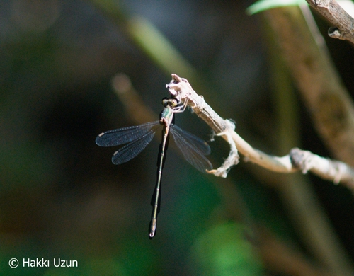 Eastern Willow Spreadwing