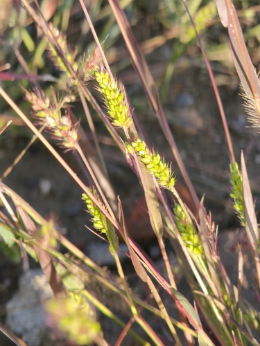 Green Bristle Grass