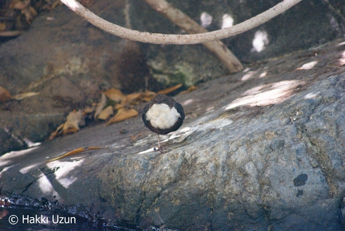 White-throated Dipper