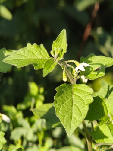 black nightshade