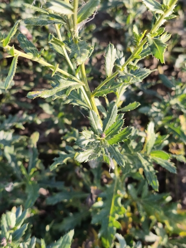 creeping thistle