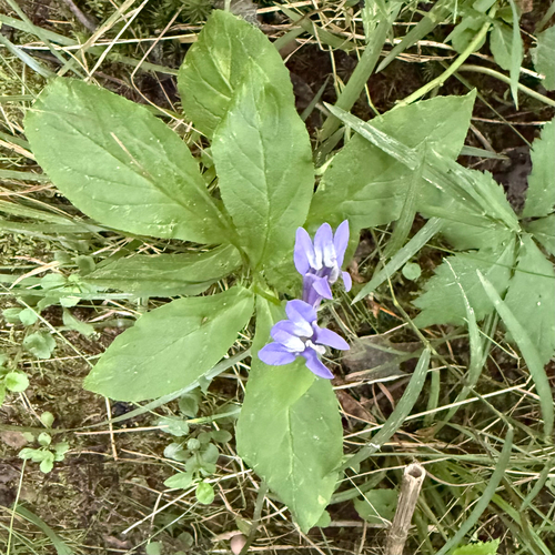 great blue lobelia