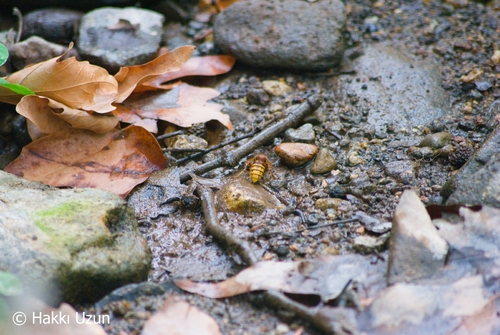 European Hornet