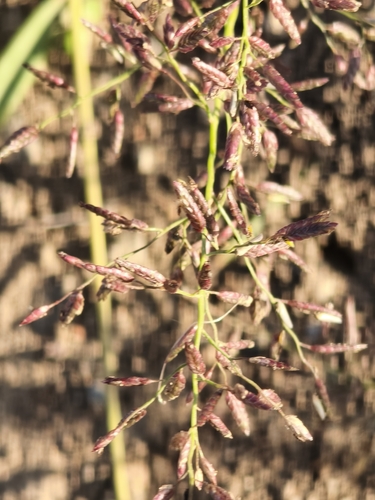 Little Lovegrass